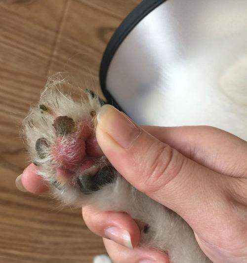 泰迪脚垫肿了的治疗方法（以药物治疗为主，快速缓解泰迪脚垫肿胀问题）