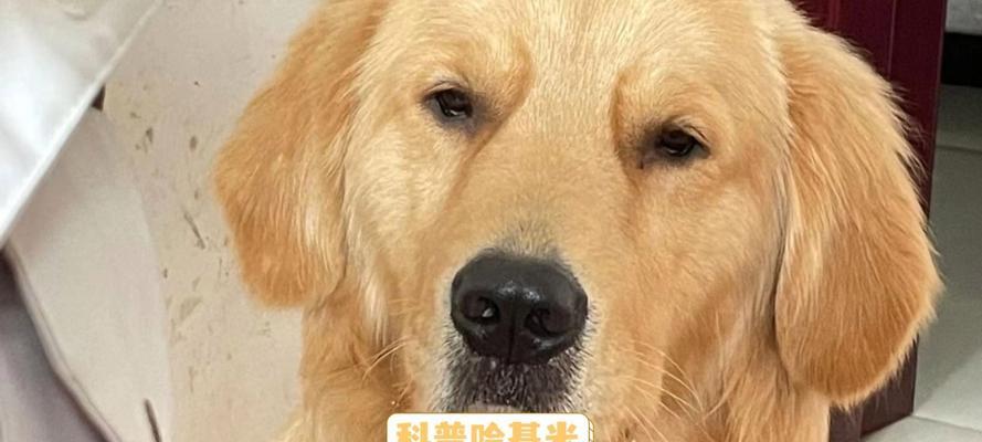 小狗为什么不喜欢出去玩？（探究小狗宅在家中的原因）