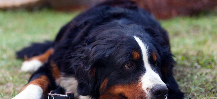 以牧羊犬取什么名字呢？（探索合适的名字选择以符合牧羊犬特质）