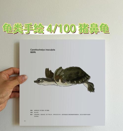 猪鼻龟的水域喜好及调理方法（探索猪鼻龟对水质的偏好以及如何调节水环境来满足其需求）