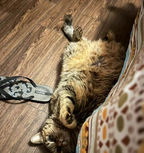 猫咪肾衰竭（了解肾衰竭症状，保护猫咪健康）