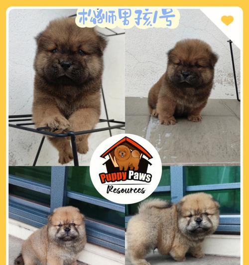 如何为你的松狮狗增色？（探索营养均衡饮食，打造亮丽毛发）