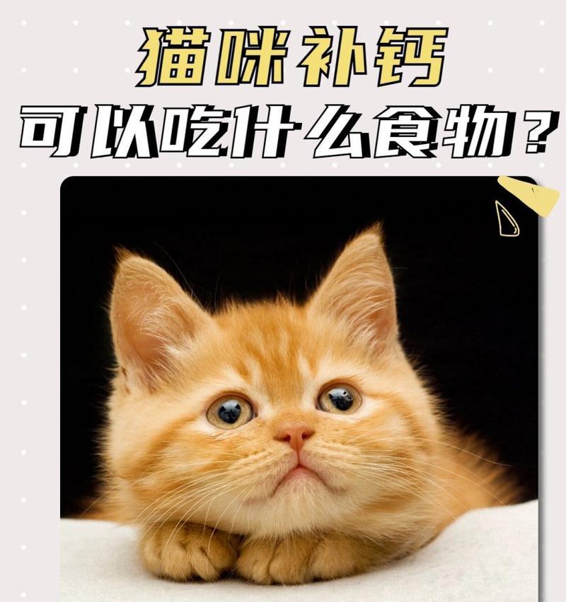 小猫的健康饮食指南（10天内，给你的小猫提供最佳饮食方案）
