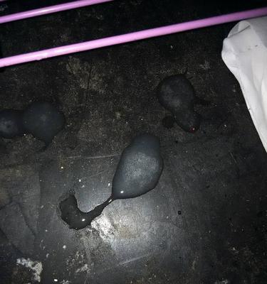 狗吐了黑色的东西，你知道是什么吗？（探索狗吐黑色物质的原因与处理方法）