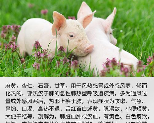 狗狗呼吸道狭窄药物治疗指南（了解呼吸道狭窄的原因及常见药物治疗方法）