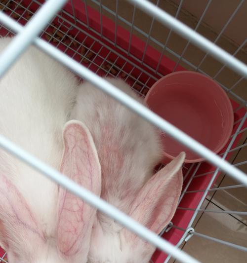 兔子脱毛（探讨兔子脱毛问题的饮食调理方法）