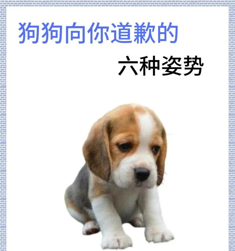 养犬种类指什么？（了解不同犬种，选择适合自己的宠物伙伴）