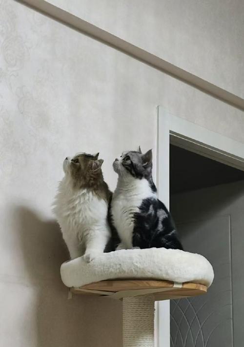 美短猫与布偶猫的完美配对（探索美短猫与布偶猫的互补之处）