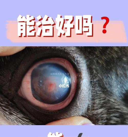 狗眼角膜溃烂的治疗药物及方法（挽救狗狗眼睛健康的关键是及时治疗）