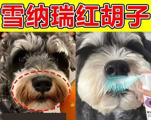 狗的胡须（揭开狗的胡须的秘密，它到底有什么作用？）