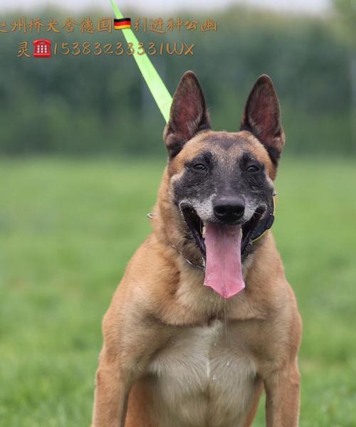 工作犬协会证书——培养专业犬只的标志（探究工作犬协会证书的重要性及培训内容）