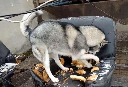 哈士奇幼犬的饮食禁忌（为宠物狗的健康着想，必须避免给哈士奇幼犬吃以下食物）
