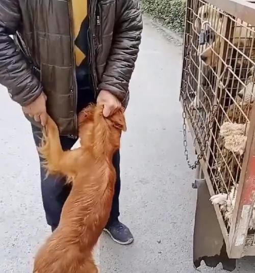 长春市狗市的魅力与挑战（探索长春市狗市的地理位置和经营特点）