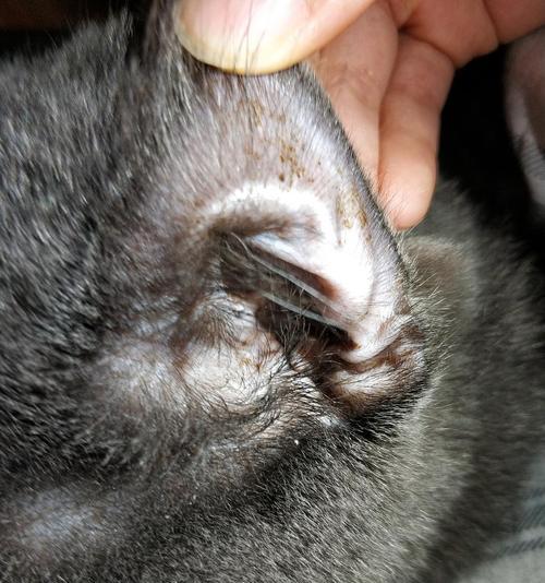 猫耳螨——了解症状、预防与治疗（揭秘猫耳螨的危害与防范方法）