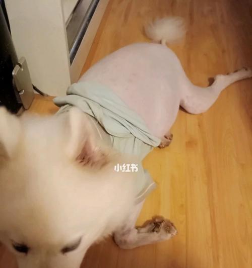 狗狗生产前的必要检查（为保障狗狗健康，需要进行哪些检查？）