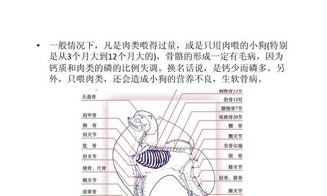 狗狗的消化之道（从幼年到老年，了解狗狗消化系统的需求）