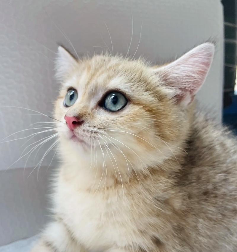 猫的身体之谜（揭开猫咪身体的神秘面纱）
