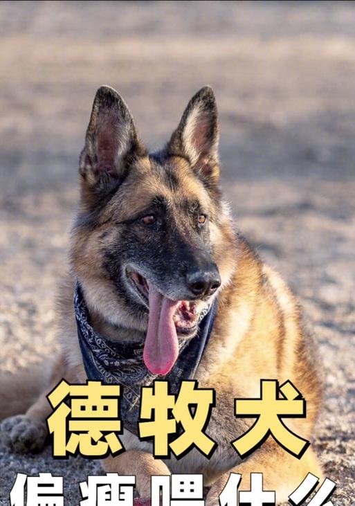 以德牧3个月吃什么水果？（了解德国牧羊犬的饮食需求，为你的宠物提供最佳水果选择！）