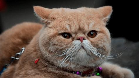 2个月大的猫应该吃什么肉？（了解适合2个月大猫的肉类食物，确保其营养需求满足）