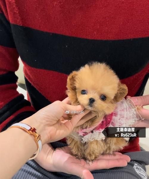 探讨泰迪犬眼睛颜色的美观性（揭秘泰迪犬眼睛颜色的魅力与选择）