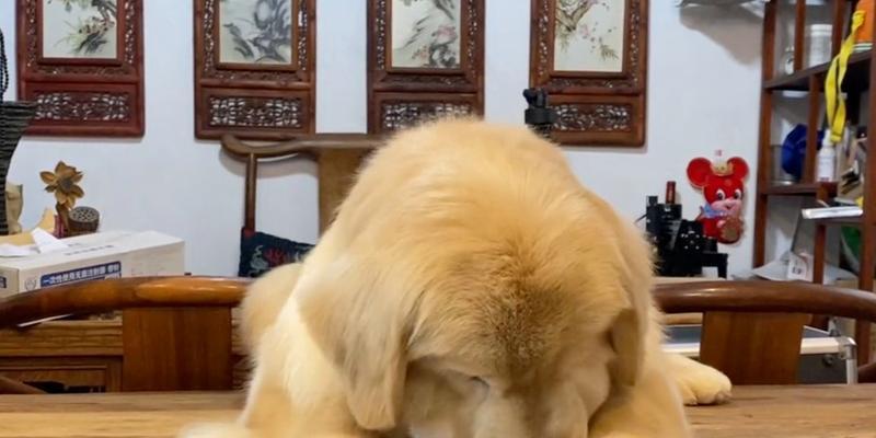 六个月的金毛（探寻六个月金毛的成长与特点）