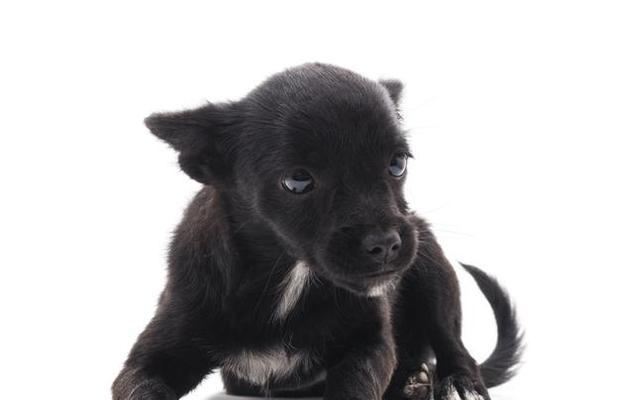 狗头上长黑色物体是什么，应该如何处理？（解析狗头黑色物体的原因与治疗方法）