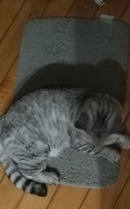 小猫窝里放什么歌（用音乐温暖小猫的心灵）