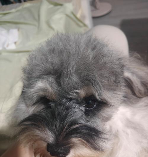 哪种狗狗最乖巧？（探寻最温顺可爱的狗狗品种）