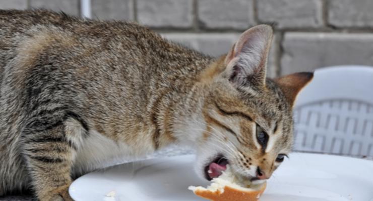 小猫吃什么都要注意的事项（如何给小猫提供均衡营养饮食）