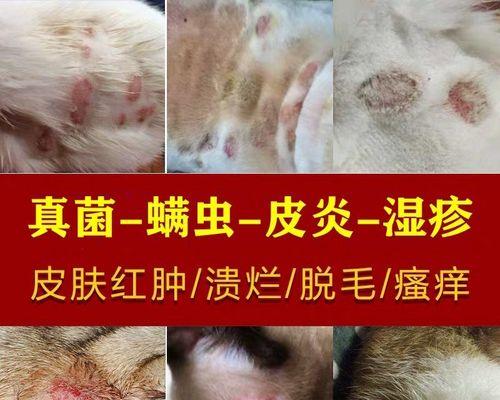 狗眼皮上长疙瘩的原因及治疗方法（狗眼皮上长疙瘩的症状、危害及预防措施）
