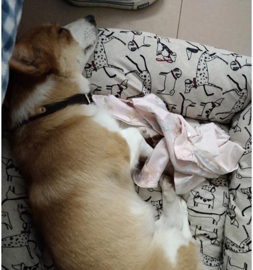 以萨摩为主题的细小病毒的影响及防控措施（了解细小病毒的特点与传播途径，共同守护萨摩的健康）