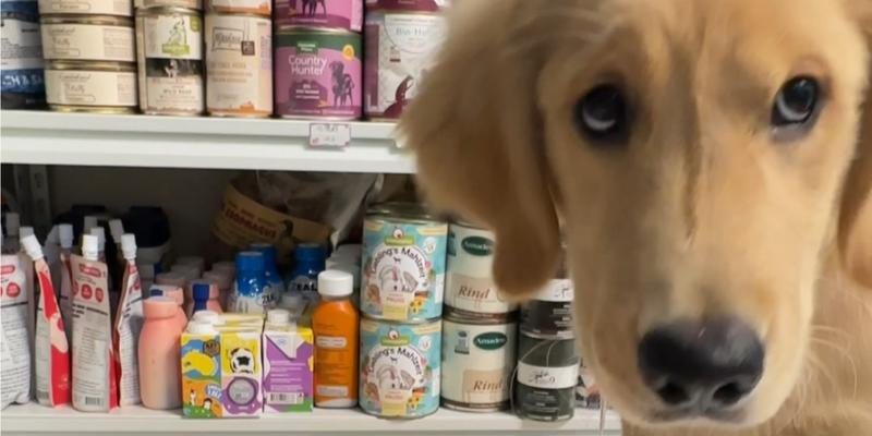 金毛幼犬药物补充指南（为您的金毛幼犬健康成长提供必备药物）