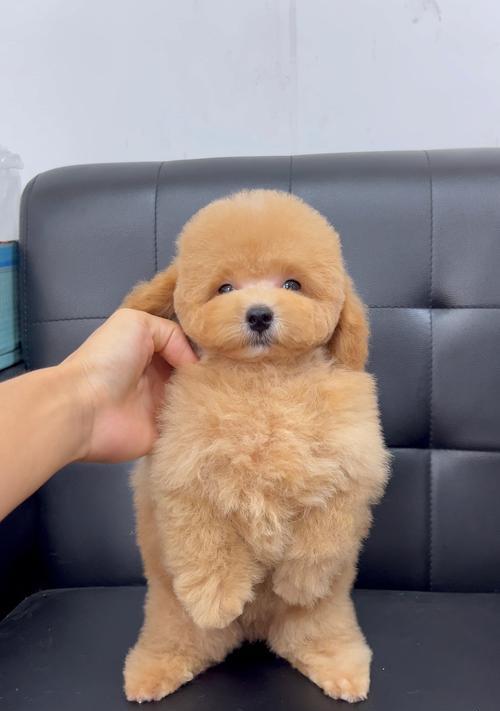 以泰迪染什么色好看？（探索最适合泰迪的毛色和染发方式）