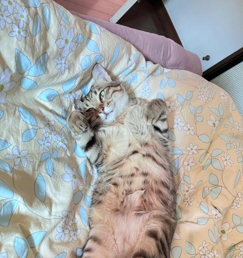 揭秘猫咪睡觉姿势的隐藏意义（透视猫咪睡姿）