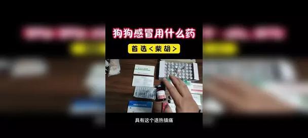 狗感冒的药——了解宠物狗感冒的药物治疗方式（宠物狗感冒的常见症状、药物治疗方案、预防措施及建议）
