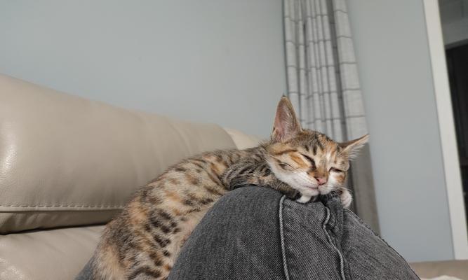 猫猫怀孕期间需要注意的症状及护理方法（了解猫猫怀孕期间的症状和关注重点）