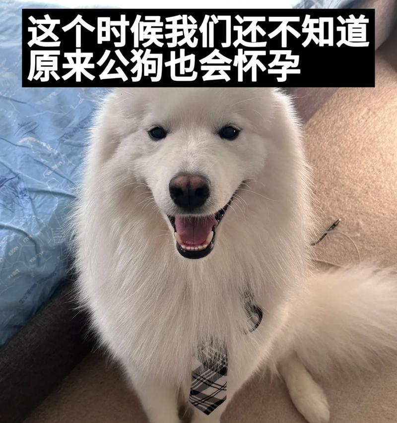 萨摩狗的饮食需求及建议（健康饮食是萨摩狗的基石）