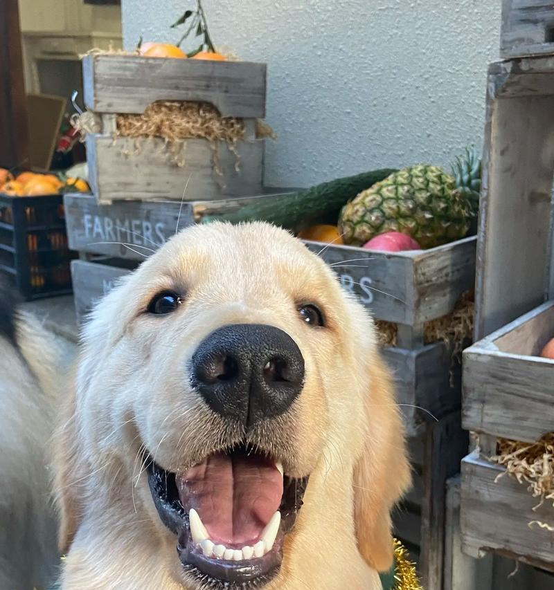 与阿拉和柴犬的奇妙相遇（当憨态可掬的柴犬遇上机智聪明的阿拉，会发生什么？）