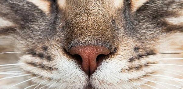 猫的胡须（猫的胡须的作用及其重要性）
