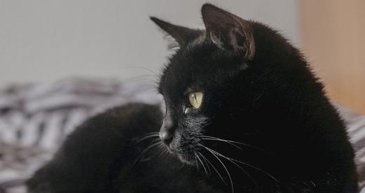 黑猫代表的意义及象征（揭示黑色猫背后的神秘与幸运）