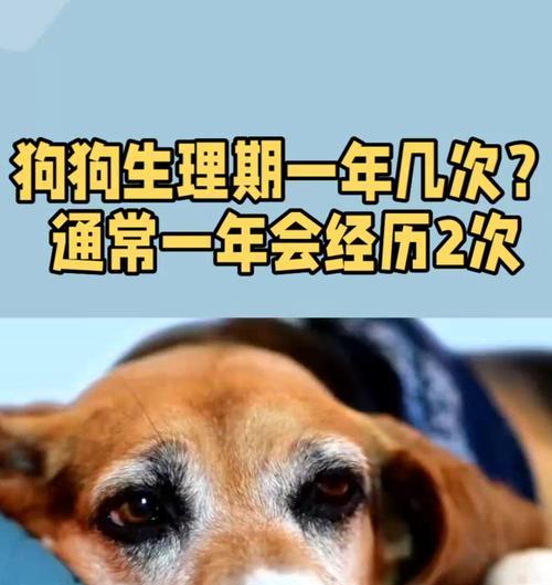 了解狗狗生理期的注意事项（照顾你的爱犬，关注它的生理健康）
