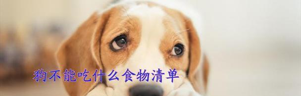 狗手术后饮食指南（狗手术后应注意的饮食及养护方法）