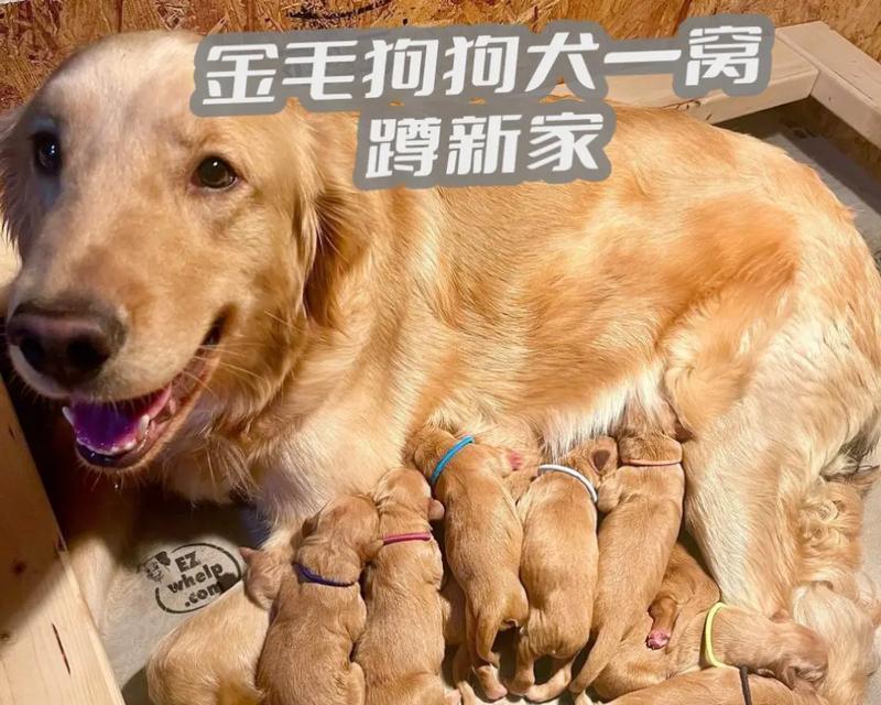 金毛犬的饮食需求与健康饲养（探索金毛犬的饮食需求与最佳饲养方法）