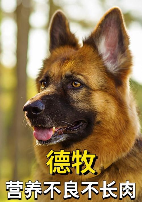 以德牧3个月吃什么狗粮？（选择合适的狗粮，让宝贝健康成长！）