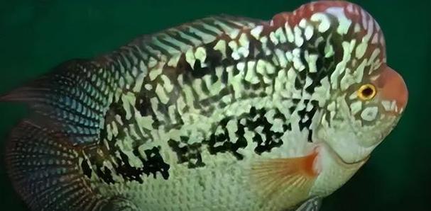 罗汉鱼水中的功效（了解罗汉鱼在鱼缸中的作用与价值）