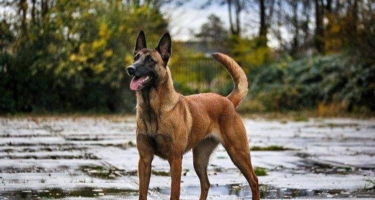以马犬的主要狗粮选择（为你的以马犬提供均衡营养的狗粮推荐）