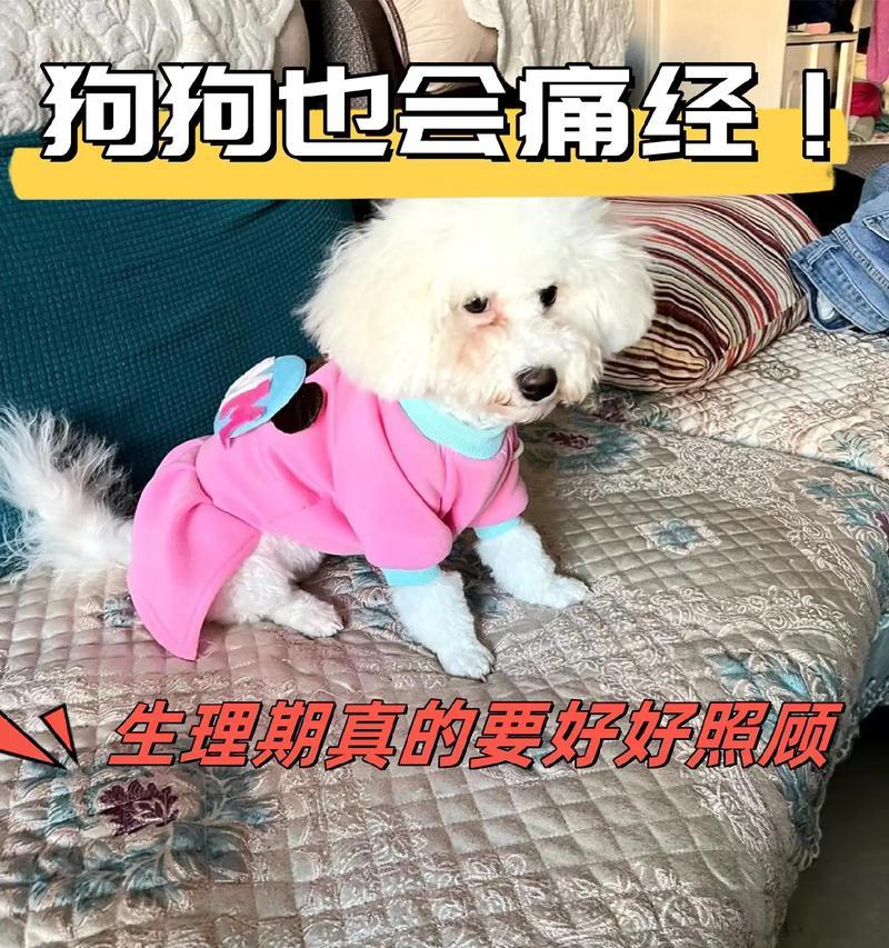 狗狗生理期的注意事项（了解狗狗生理期，关心它的健康）
