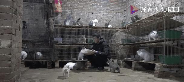 狗狗夜里老叫的原因及解决办法（探寻狗狗夜里叫声背后的原因与处理方法）