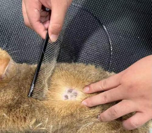 小猫毛色不好的原因及解决方法（探究导致小猫毛色不好的因素及提供养护建议）
