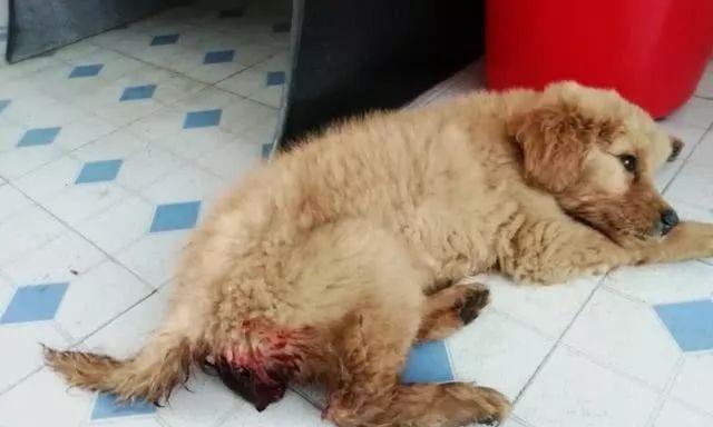 狗狗肛门出血的原因及预防方法（了解肛门出血，关爱我们的狗狗健康）